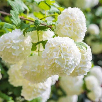 Калина звичайна "Розеум" (Roseum) 1 річна