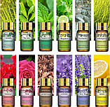Подарунковий набір Натуральних Ефірних олій 12 шт Подарунок Аромадифузор зволожувач Essential Oils, фото 4