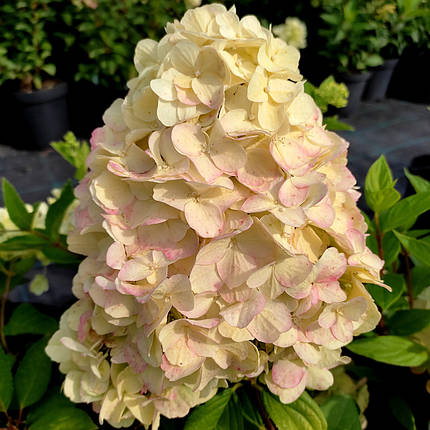Гортензія волотиста Геркулес / С20 / Hydrangea Hercules, фото 1