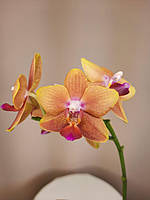 Орхидея Ароматная 2 ветки