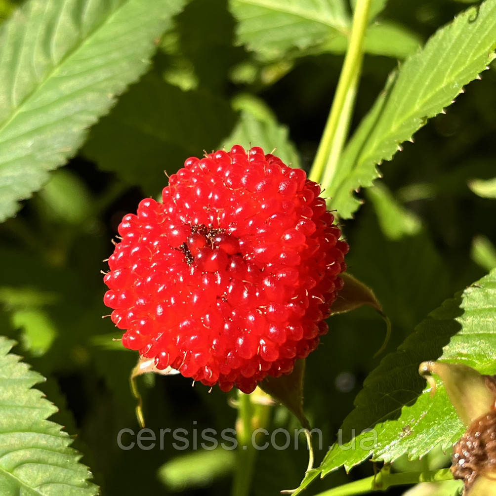 Малина тибетская мяо-мяо, Rubus rosaefolius - фото 1 - id-p1524179179