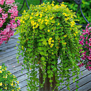 Лусімахія монетчаста. Контейнер 0,5 л