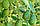 Авокадо (Persea americana) 100-120 см. Привите. Хатні, фото 4
