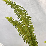 Папороть кімнатна Nephrolepis, фото 3