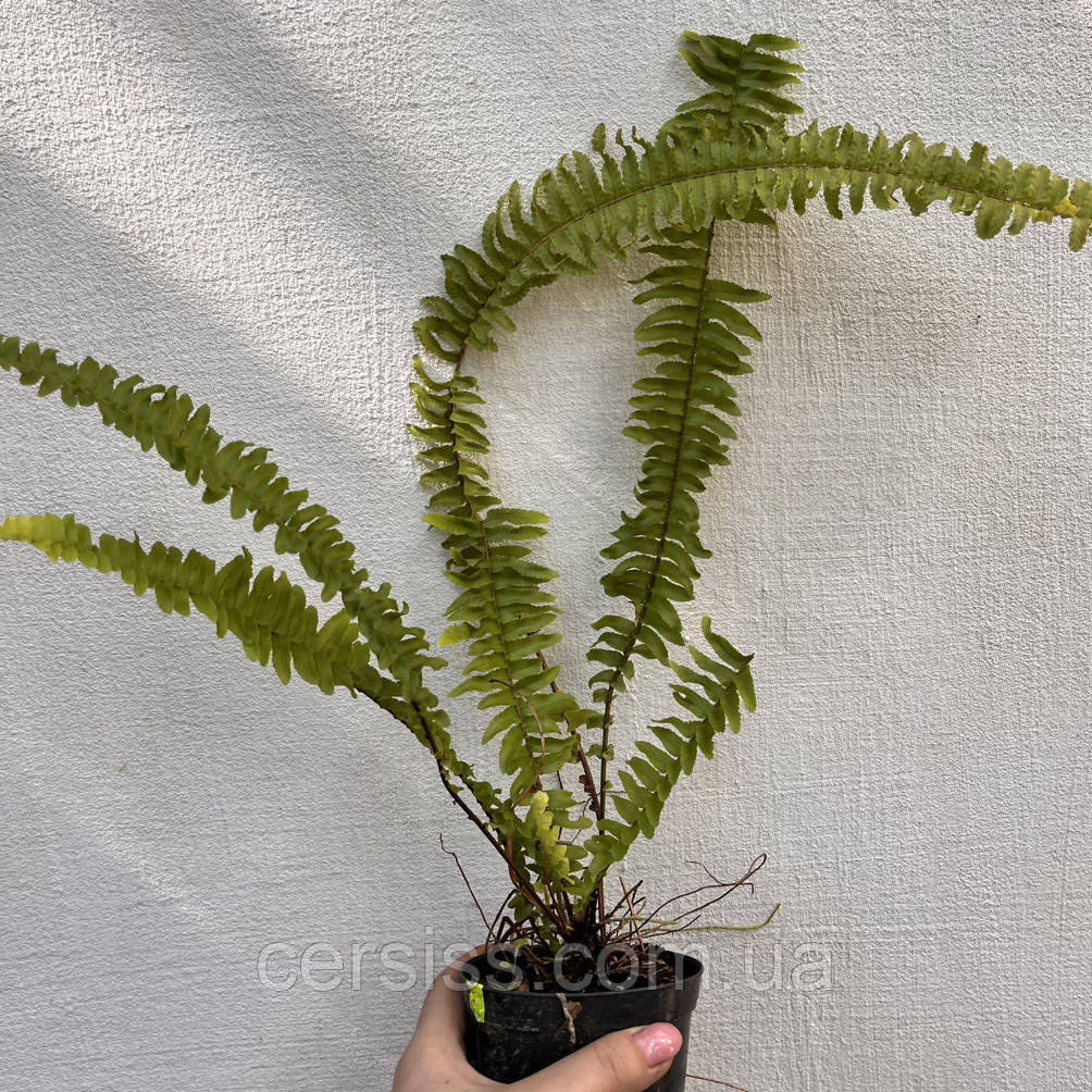 Папороть кімнатна Nephrolepis