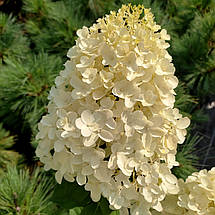 Гортензія Сільвер Доллар / С7,5 / Hydrangea Silver Dollar, фото 3