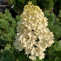 Гортензія Сільвер Долар / С5 / Hydrangea Silver Dollar, фото 3
