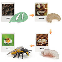 Научный набор Монтессори Жизненный цикл животных Пчела