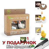 Игровой набор Жизненный цикл животных Курица