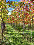 Acer rubrum, Клен червоний 350 см, фото 5