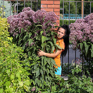 Сідач плямистий 'Riesenschirm'. Контейнер 3 л