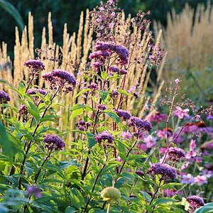 Сідач плямистий 'Red Dwarf'®, Контейнер 3 л