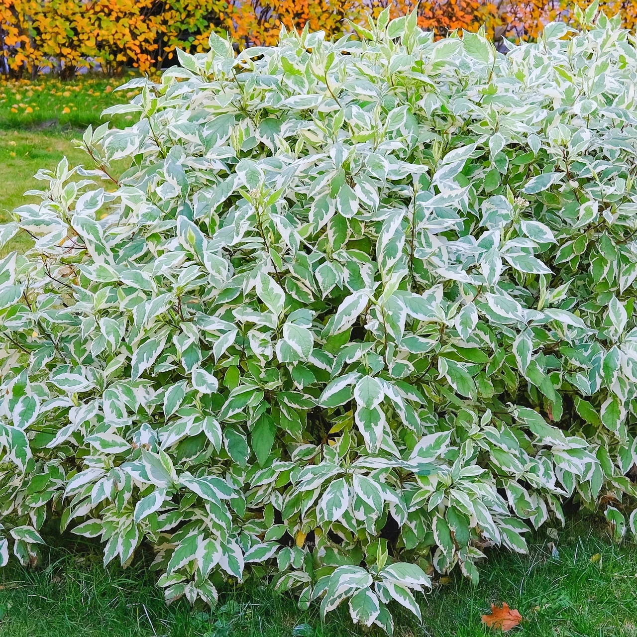 Дерен білий "Sibirica Variegata"
