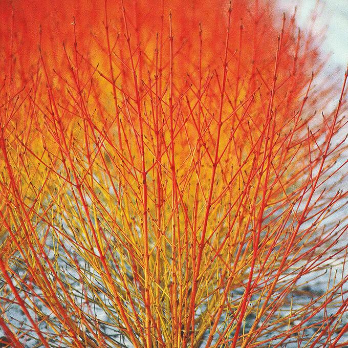 Дерен червоний "Anny's Winter Orange"