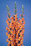 Potomac Dark Orange, фото 3