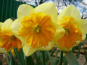 Нарцис розрізнокорончатий Mondragon 10/12 1 цибулина, фото 3