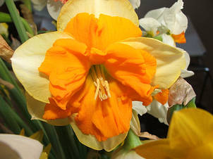 Нарцис розрізнокорончатий Mondragon 10/12 1 цибулина, фото 2