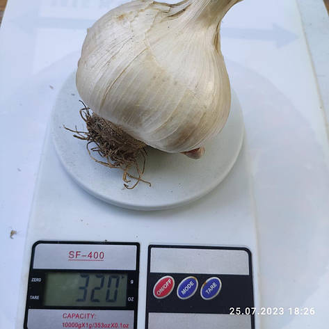 Цибуля часник озимий "Рокамболь" 20+. Уп. 500 г, фото 2