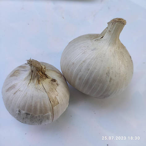 Цибуля часник озимий "Рокамболь" Однозубка. 400 г., фото 2