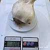Цибуля часник озимий "Рокамболь" Однозубка. 400 г., фото 3