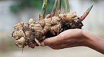 Ginger Root: екстракт кореня імбиру – для хорошого травлення й міцного здоров’я