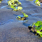 Укривний матеріал для винограду 50м2 щільність 200г/м2, фото 6