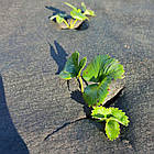 Геотекстиль 50м2 будівельний термоскріпленний 150г/м2 для дренажу, захисту та фільтрації, фото 10