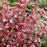 Барбарис Арлеклін, фото 2