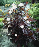 Бульбашник Діаболо 2 рік, фото 3