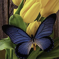 Алмазная мозаика (вышивка) Метелик на тюльпанах, 40х40см, полная выкладка, квадратные камни, без подрамника