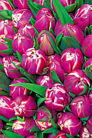 Пакет для подарунка гігант вертикальний "Букет тюльпанів" 30х47 см