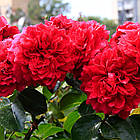 Саджанці троянди флорибунда Ред Леонардо да Вінчі (Rose Red Leonardo da Vinci) С2, фото 2