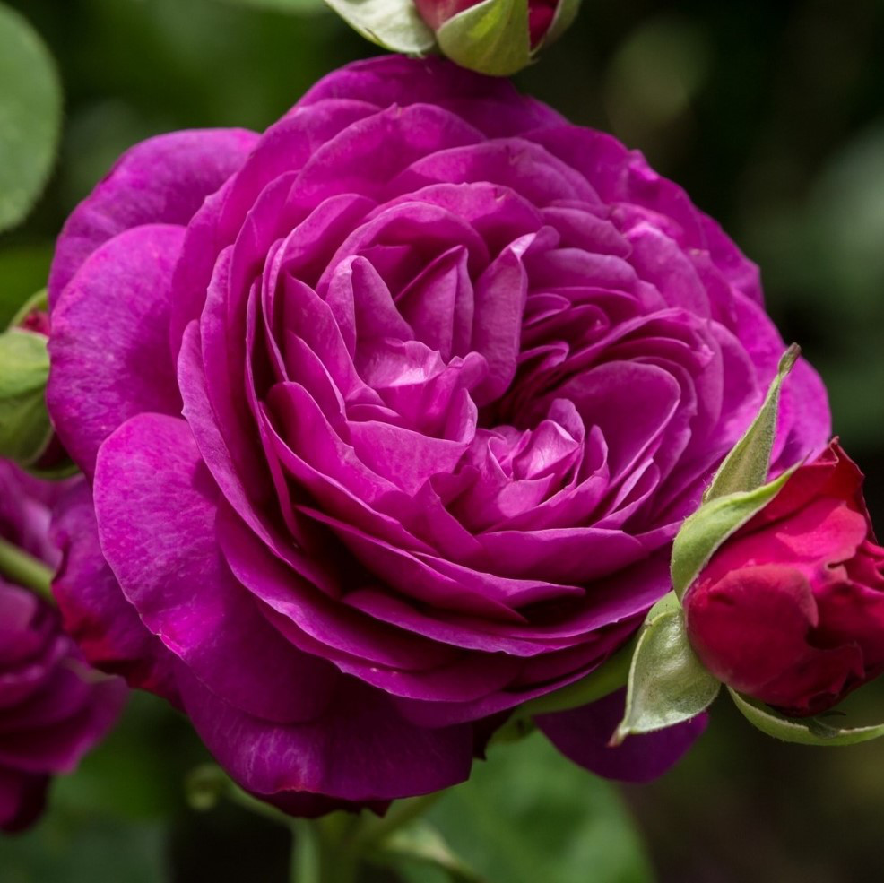 Саджанці троянди флорибунда Хайді Клюм (Rose Heidi Klum) С2