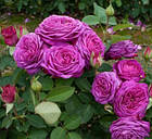 Саджанці троянди флорибунда Хайді Клюм (Rose Heidi Klum) С2, фото 3
