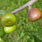 Саджанці інжиру Магарацький (Magarachsky) 3-х річний - самоплідний, ремонтантний, солодкий, фото 2