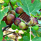 Саджанці інжиру Магарацький (Magarachsky) 3-х річний - самоплідний, ремонтантний, солодкий, фото 3