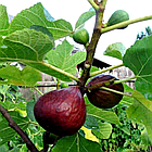 Саджанці інжиру Магарацький (Magarachsky) 3-х річний - самоплідний, ремонтантний, солодкий, фото 4