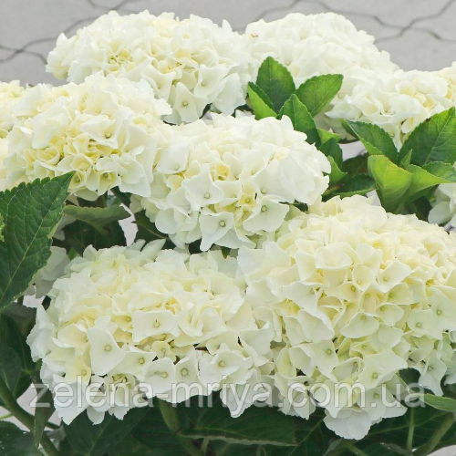 Гортензія великолиста Брайт Вайт (Bright White) С5, фото 1