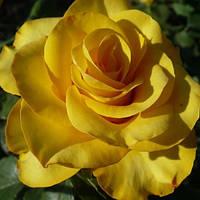 Саджанці чайно-гібридної троянди Керіо (Rose Kerio) С2