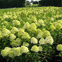 Саджанці Гортензії волотистої Лаймлайт (Hydrangea paniculata Limelight) С2