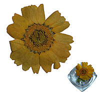 Сухоцвіти жовтогарячі прикраси для нігтів + каміння