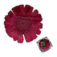 Сухоцвіти малинові для дизайну нігтів + каміння