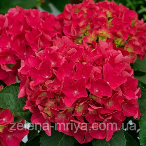 Горнензія крупнолистова «Брайт Ред» (Bright Red) 1л.