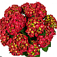 Горнензія крупнолистова «Брайт Ред» (Bright Red) 1л., фото 4