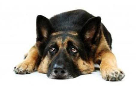 Кліщ у собаки: симптоми і лікування