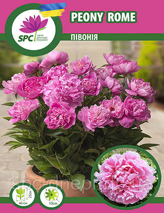 Півонія трав'яниста Peony Rome(patio)