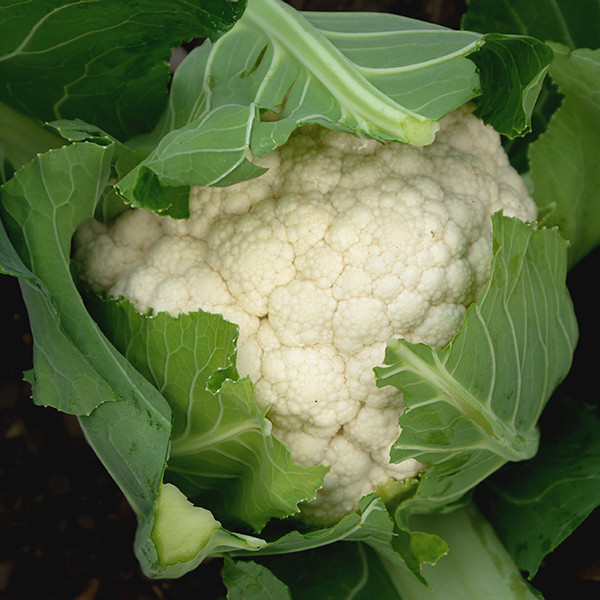 Фрідом F1 (1000 нас.) насіння цвітної капусти Semenis, фото 1