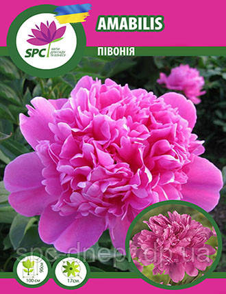 Півонія трав'янистий Amabilis, фото 1