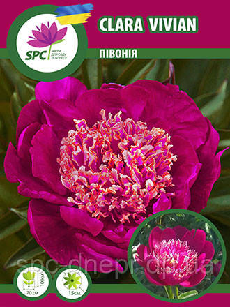 Півонія трав'янистий Clara Vivian
