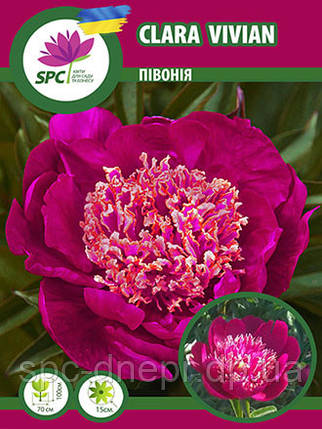 Півонія трав'янистий Clara Vivian, фото 1